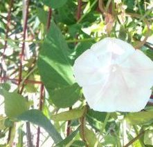 Fotografía de la flor Toloache