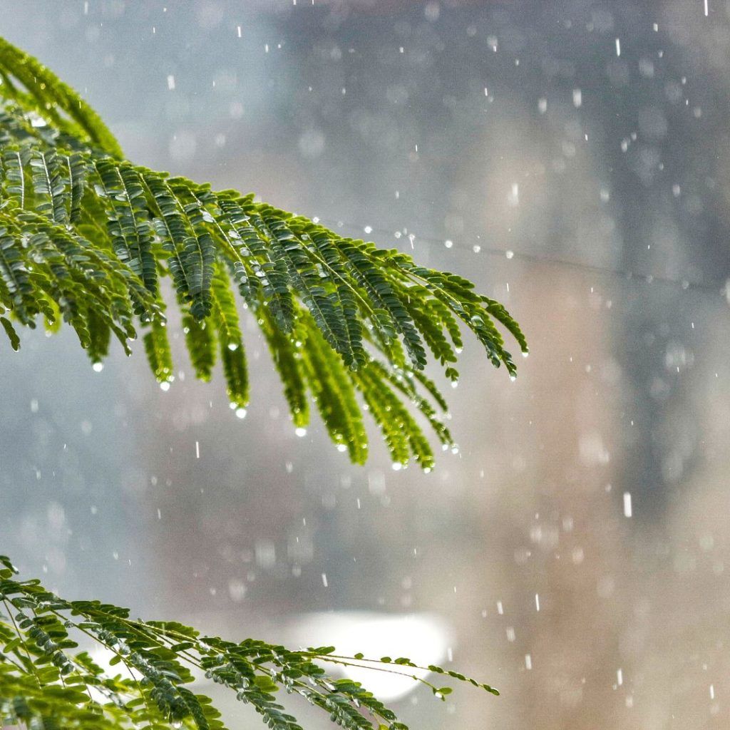 Un helecho verde con gotas de lluvia