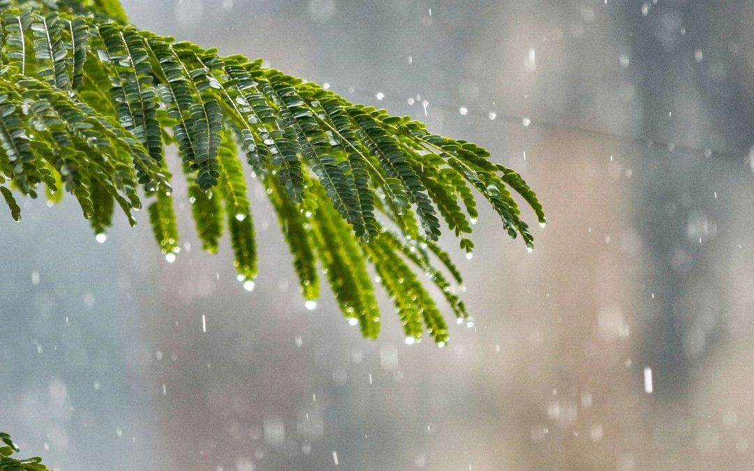 esencias sanadoras que caen como gotas de lluvia